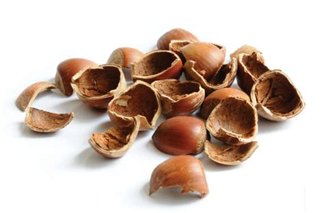  “The Hazelnut Shell” - A Whimsical Tale Exploring Fate, Courage, and Unexpected Rewards